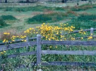 Flowers and Fields Screensaver screenshot